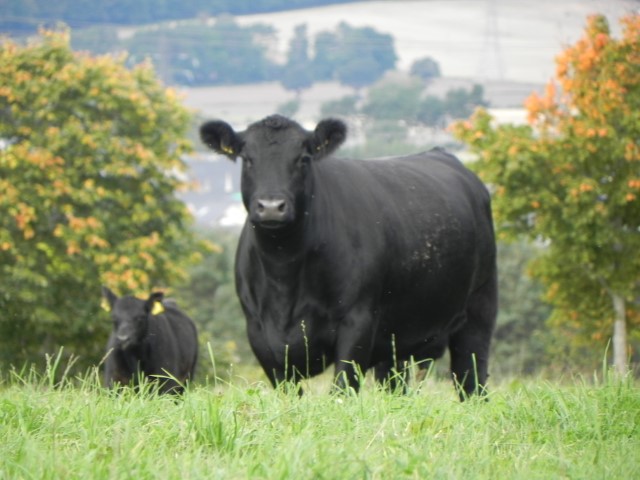 Introducing the Native Angus Preservation Society & Creation of a Certification Mark